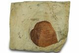 Fossil Leaf (Davidia) - Montana #305935-1